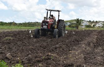 Farming in Antigua West Indies